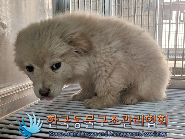한국동물구조관리협회_441560202301982